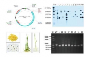 植物转基因体系研发
